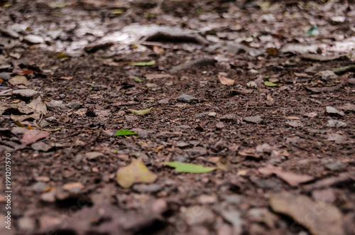 Trail Dirt Background