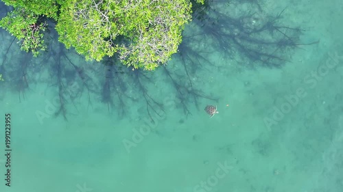 Turtle swimming mangroves Australia in clear water