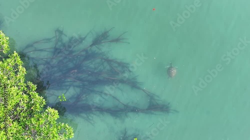 Turtle swimming mangroves Australia in clear water