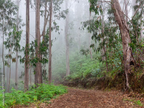 Canvas-taulu Eucalyptus forest in Madeira, Portugal