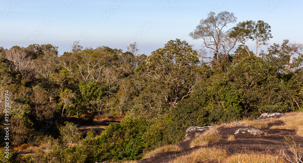 Fototapeta premium Phu Hin Rong Kla National Park landscape. Rocky terrain with scattered trees. Lan Hin Pum stone field in Thailand. Dense forest under clear sky.