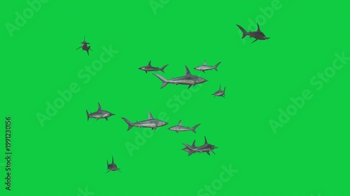 3 Hammerhead Shark School Circling Loop Animation – Horizon, Oblique, Overhead Underbelly Silhouette – Green Screen Overlay