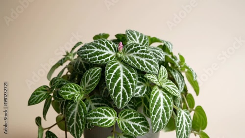 A potted plant with green leaves.