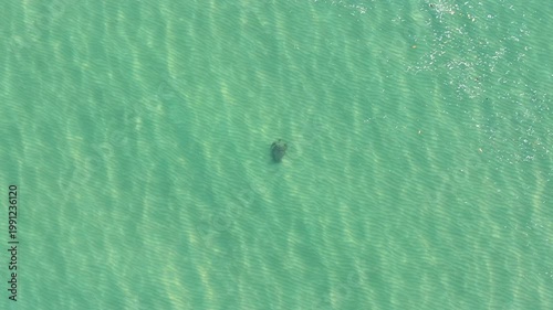 Turtle swimming underwater ocean life wildlife Australia drone aerial