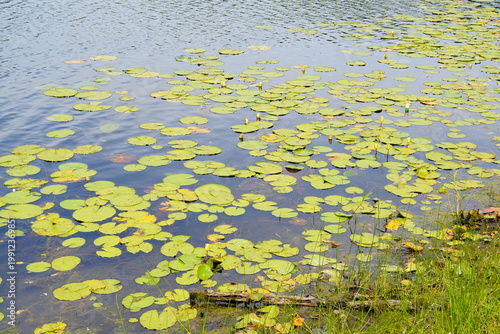 Quadro su tela Landscape of Lake Rogers Park in Odessa, Florida, close to Tampa