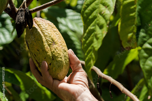 Hand harvesting cocoa pod from cacao tree