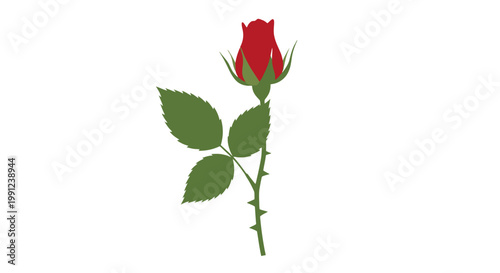 Beautiful single red rosebud with green leaves and thorns.