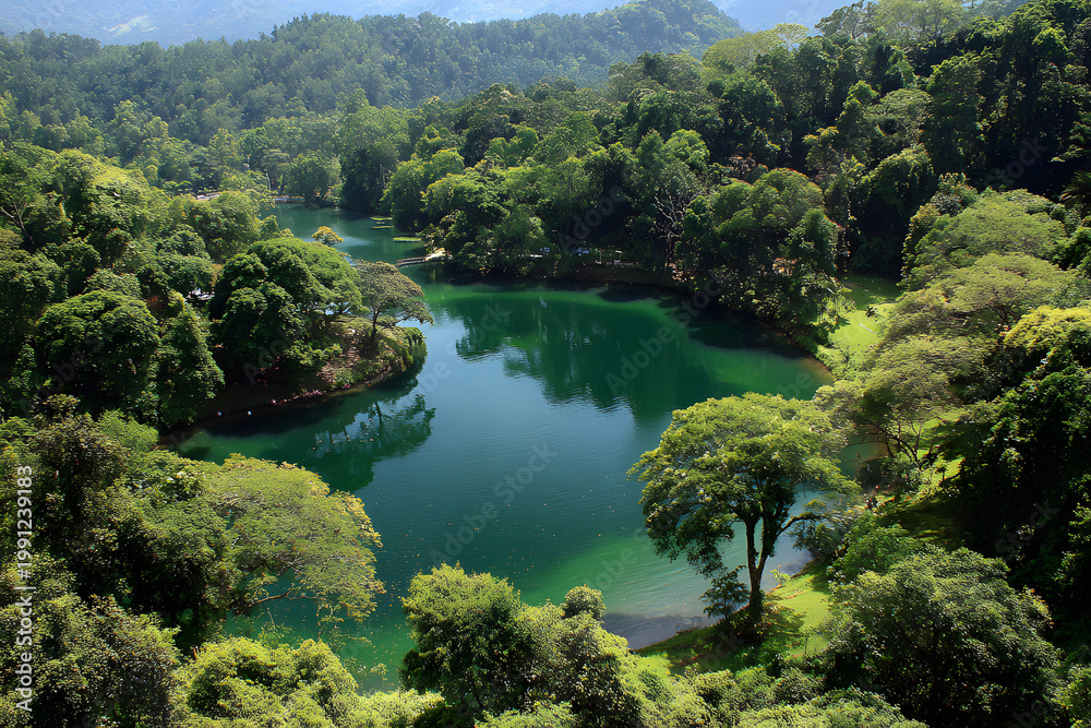 Obraz premium lake in the forest