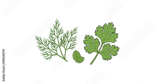 Fresh dill and cilantro leaves with a lime slice on white background.