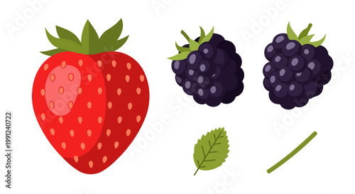 Fresh red strawberry and dark blackberries with green leaf and stem illustration.