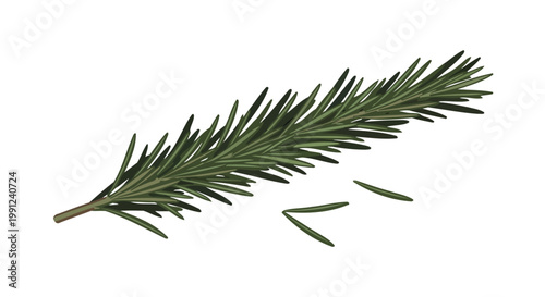 Fresh sprig of green rosemary herb isolated on white background.