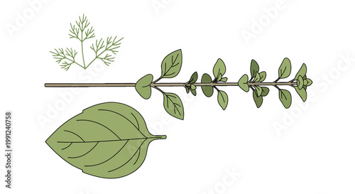 Hand drawn botanical illustration of oregano herb branch and single leaf.