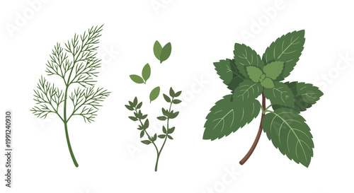 Set of hand drawn watercolor herbs dill thyme and mint.
