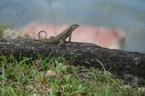 Gecko Resting on a Fallen Tree Branch