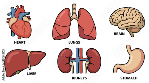 Detailed medical vector illustration showcasing essential human body organs including the heart lungs brain liver kidneys and the stomach area