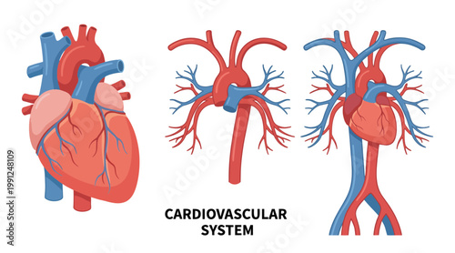 Illustration of the human cardiovascular system with detailed anatomical representations of the heart and blood vessels in a graphic design.