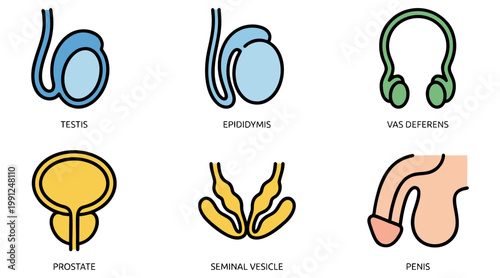 Clear vector graphic design illustrating various male reproductive system components with individual labeled icons, perfect for educational and medical illustrations.