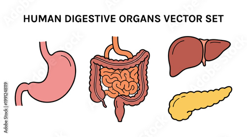A simple vector illustration set showcasing simplified human digestive organs including the stomach liver intestines and pancreas