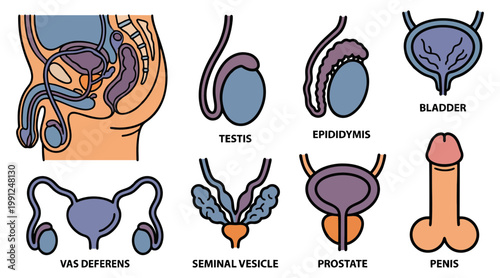 Detailed educational vector graphic illustration depicting the male reproductive system anatomy with labeled parts for scientific and medical biology study