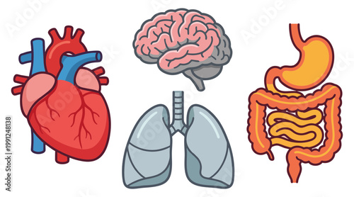 A vibrant flat vector illustration showcasing the human heart lungs brain and digestive system organs in a stylized design