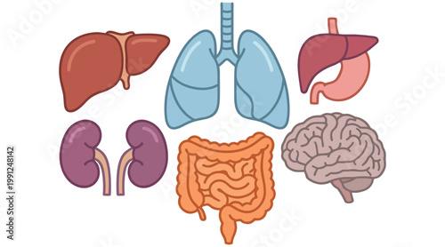 Simplified vector illustration of human internal organs including the brain lungs liver kidneys stomach and intestines for medical concepts