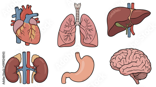 Detailed vector graphic illustration showing essential human internal organs including heart lungs liver kidneys stomach and brain for medical study