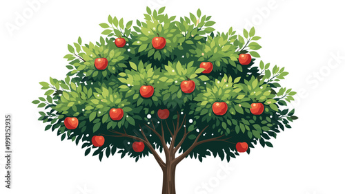Large leafy green tree is full of ripe red apples ready for harvest against a simple white background in a garden setting.