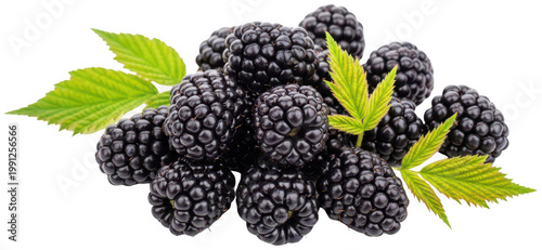 Ripe Blackberry png Fresh Berry cutout Delicious Fruit png Dark Bramble cutout Sweet Dewberry png Organic Harvest cutout Natural Superfood png Juicy Summer isolated transparent background image