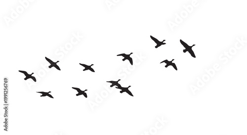 Flying birds vector illustration of a flock in formation on white background