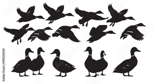 Black duck silhouettes vector illustration with flying and standing birds