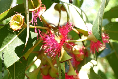 Detailed view of Corymbia ficifolia highlighting rich red floral display.