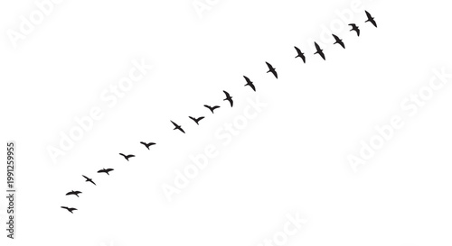 Vector illustration of birds flying in a V formation graphic design