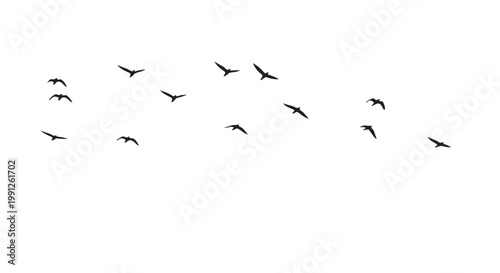Vector illustration of birds flying in formation on white background