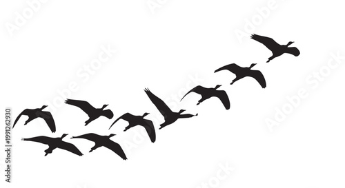 Vector illustration of geese flying in formation on white background