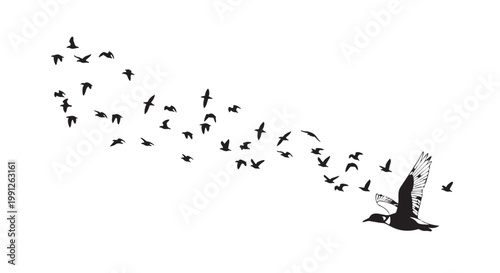 Birds flying flock vector illustration design with lead bird