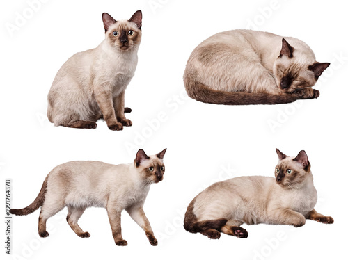 Fotografie Four different poses of a charming Tonkinese cat, elegantly isolated on a transparent background