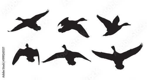 Vector illustration of flying ducks and geese silhouettes in various positions