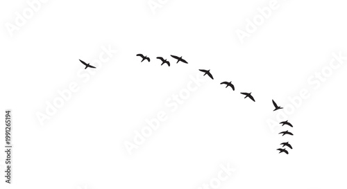 Flock of birds flying in formation vector illustration graphic design