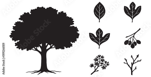 Black silhouettes of a mature tree with roots, various leaf types, a berry branch, a flowering branch, and bare twigs, illustrating different botanical elements.
