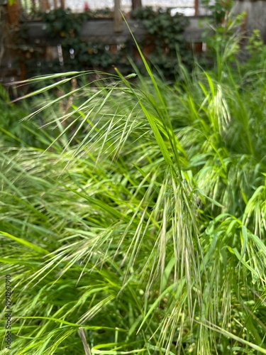 cheat grass invasive weed growing in utah, blooming in spring, close up, Bromus tectorum