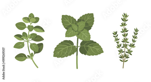 Set of three botanical herb illustrations including oregano mint and thyme.
