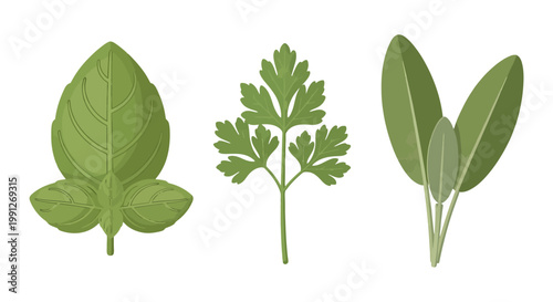 Fresh Green Culinary Herb Set Including Basil Parsley and Sage Leaves.