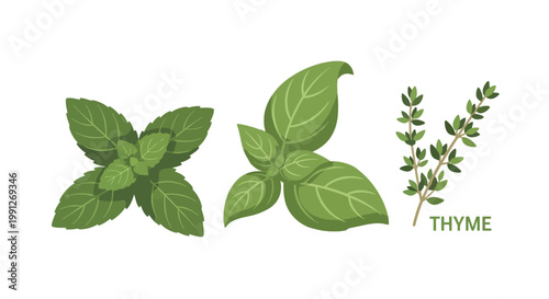 Fresh aromatic culinary herbs including mint basil and thyme leaves.