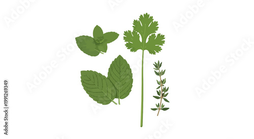 Fresh aromatic culinary herbs set isolated on white background.