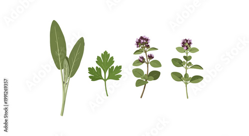 Fresh aromatic herbs sage parsley and oregano sprigs.