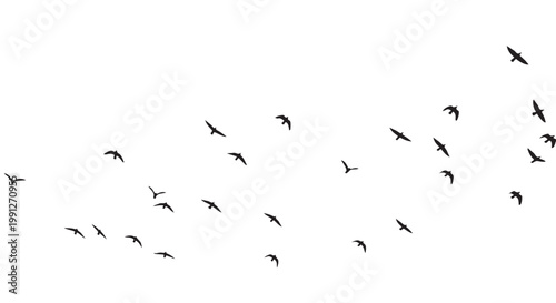 Bild auf Leinwand Vector illustration of birds flying in a flock on a white background