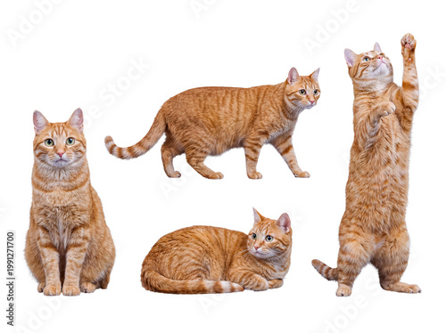 Obraz na plátně Four playful ginger tabby cats in diverse poses, including sitting, walking, and standing
