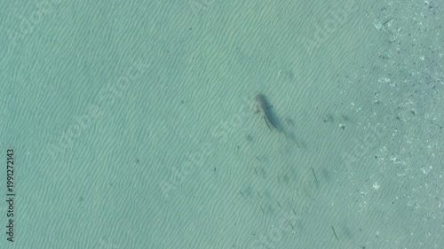 shark swimming with school of fish Australia coastline