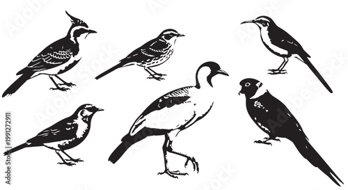 Vector illustration of various bird species in black and white design