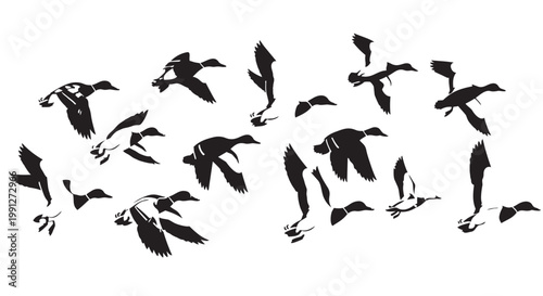 Black ducks flying vector illustration set with multiple silhouettes graphic design